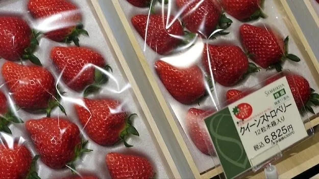 A melancia quadrada e as frutas mais caras do japão