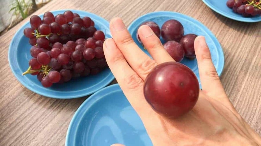 Dưa hấu vuông và loại trái cây đắt nhất ở Nhật Bản