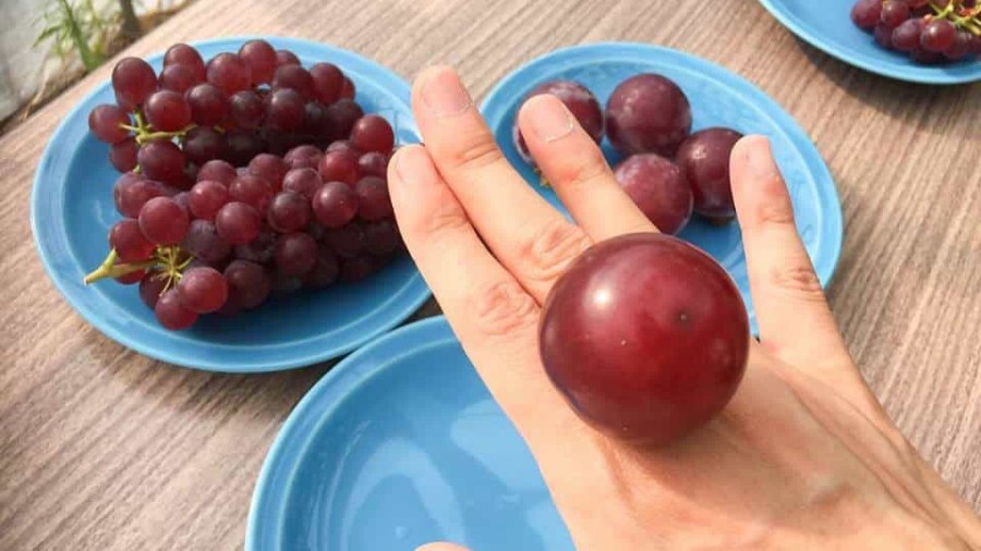 Sandía cuadrada y las frutas más caras de Japón