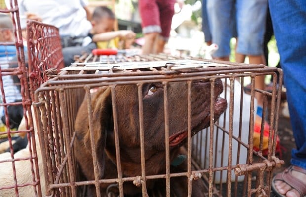 Consumption of dog meat
