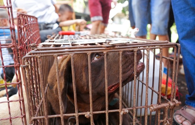 consumo de carne de perro