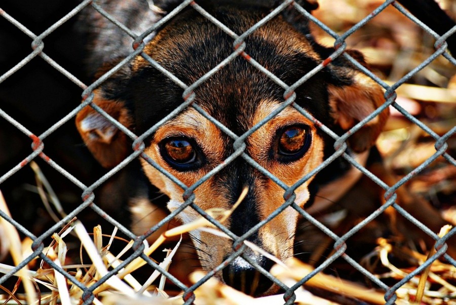 consumo di carne di cane