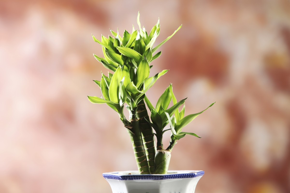 Lucky bamboo - learn to plant and care for lucky bamboo