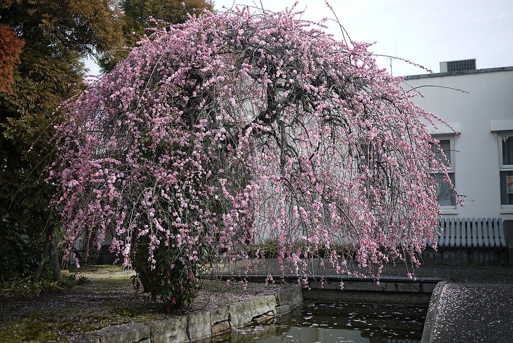 梅-梅、日本の梅とそのバリエーションについて見つける