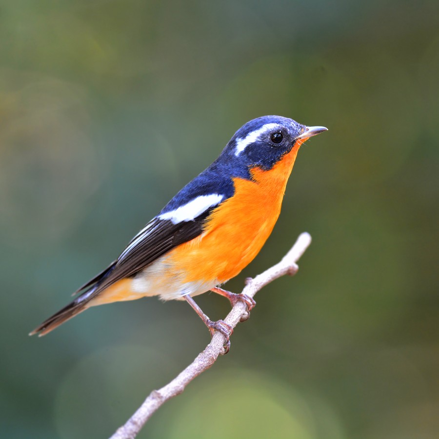 Mugimaki-Fliegenfängervogel