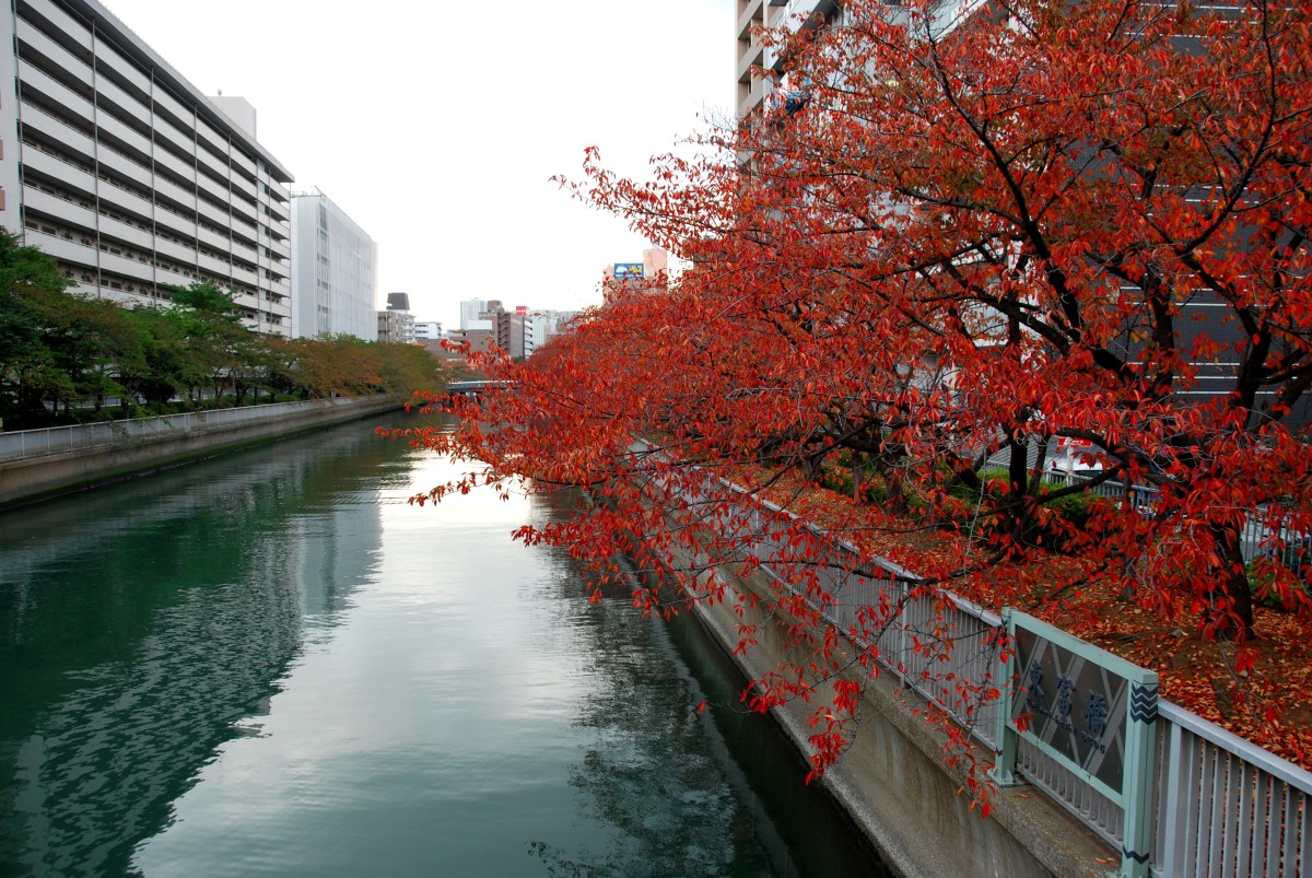 Autumn in fukagawa district of tokyo reflected in a sumida river