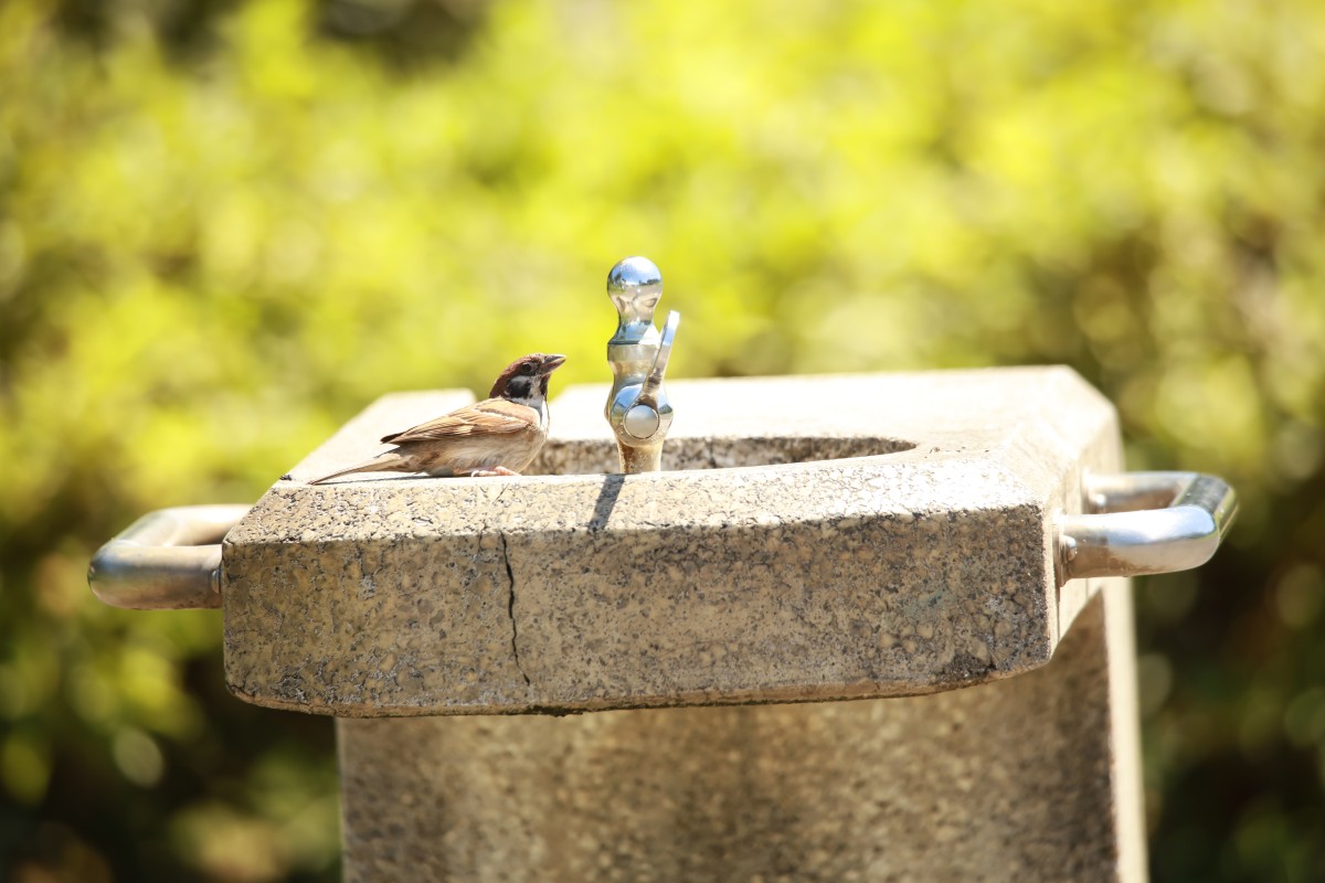 Sparrows that want water in the heat of the heat