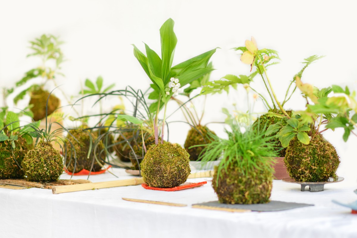 白いテーブルの上にいくつかの植物が入った苔玉