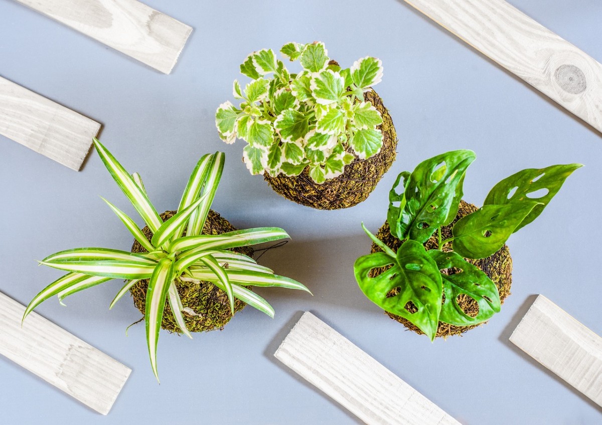 Plantas de interior, decoración.