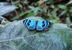 kupu-kupu biru dan hitam di daun hijau