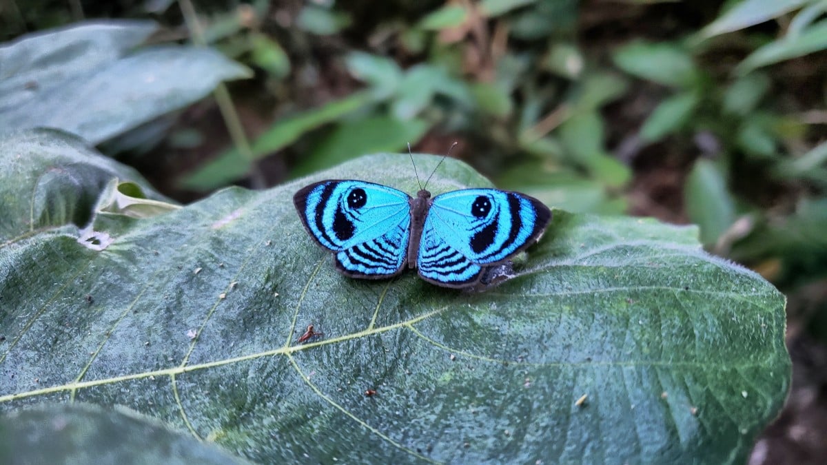 Blauer und schwarzer Schmetterling auf grünem Blatt