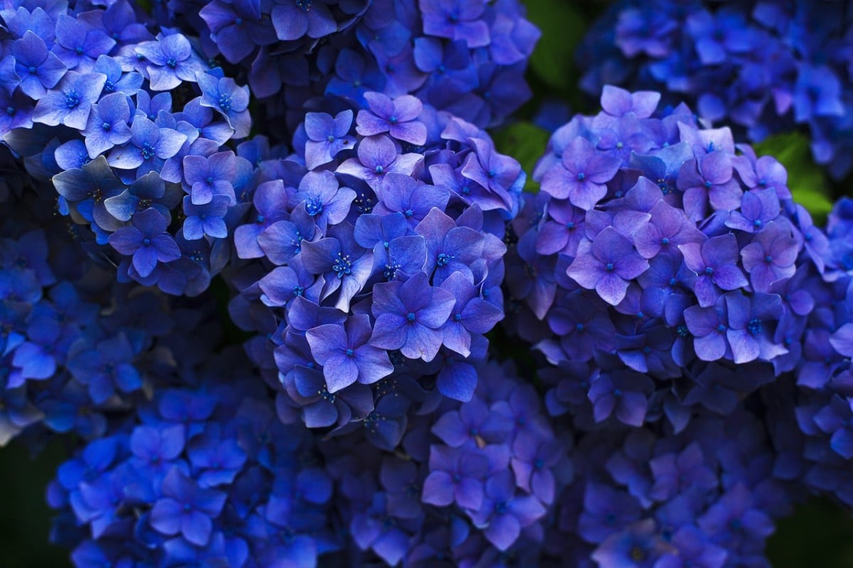 hortensias, azul, flores
