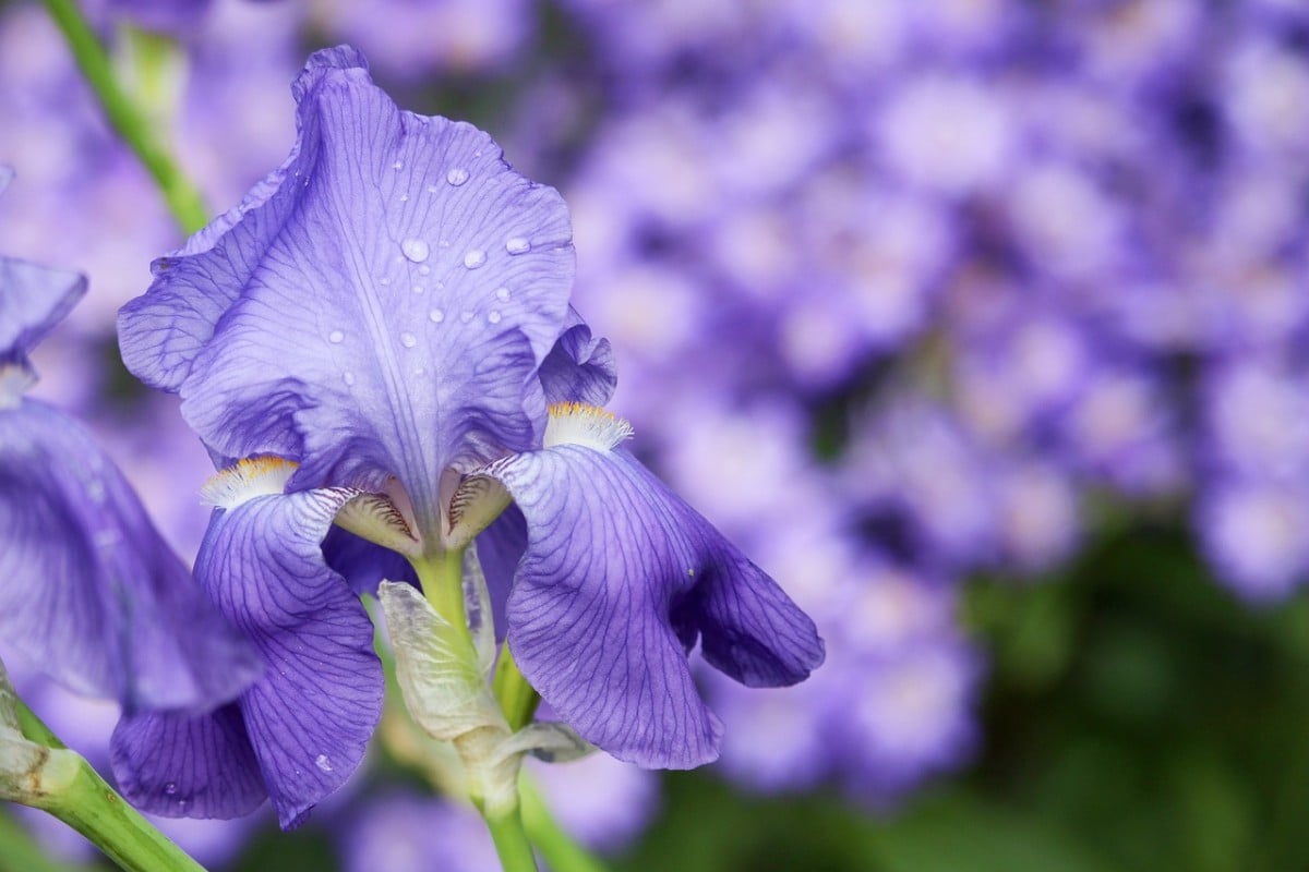 iris, flor, púrpura