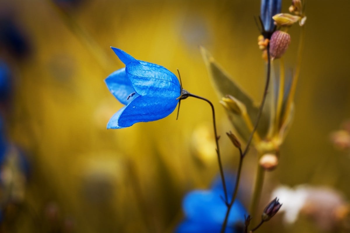 Bellflower, flor azul, pétalos