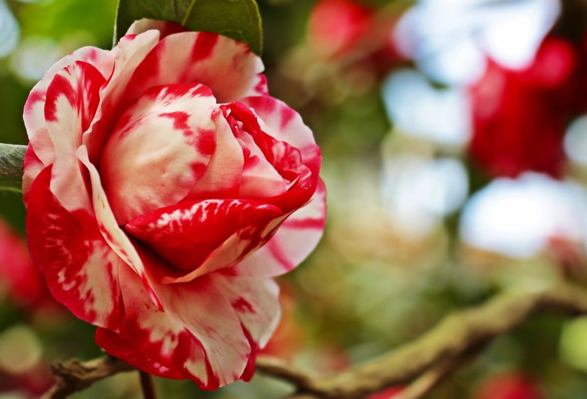 Camellia, camellia blossom, flower
