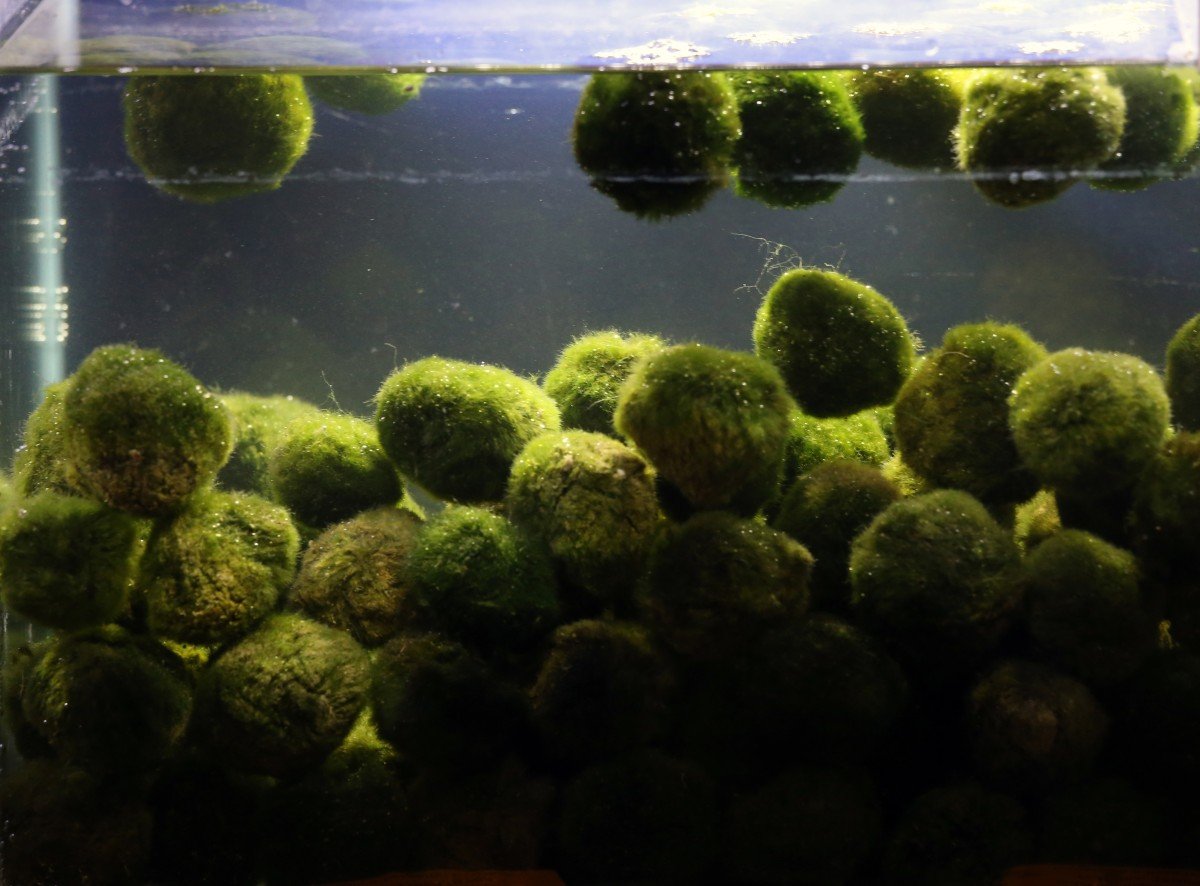 Palline vegetali di Cladophora in acquario