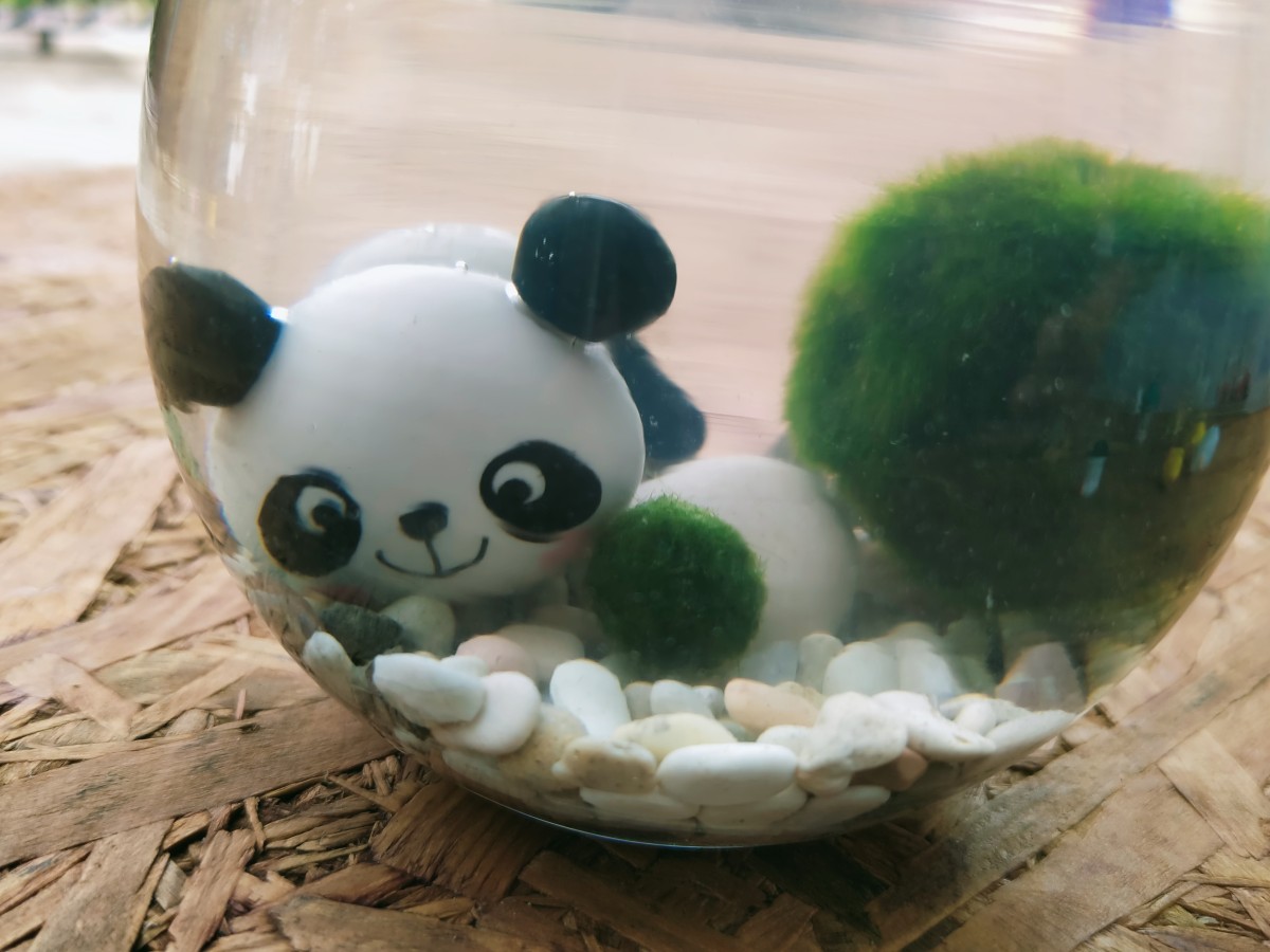 Marimo trong một chiếc cốc thủy tinh chứa đầy đá tự nhiên và một chú gấu trúc thu nhỏ dễ thương.