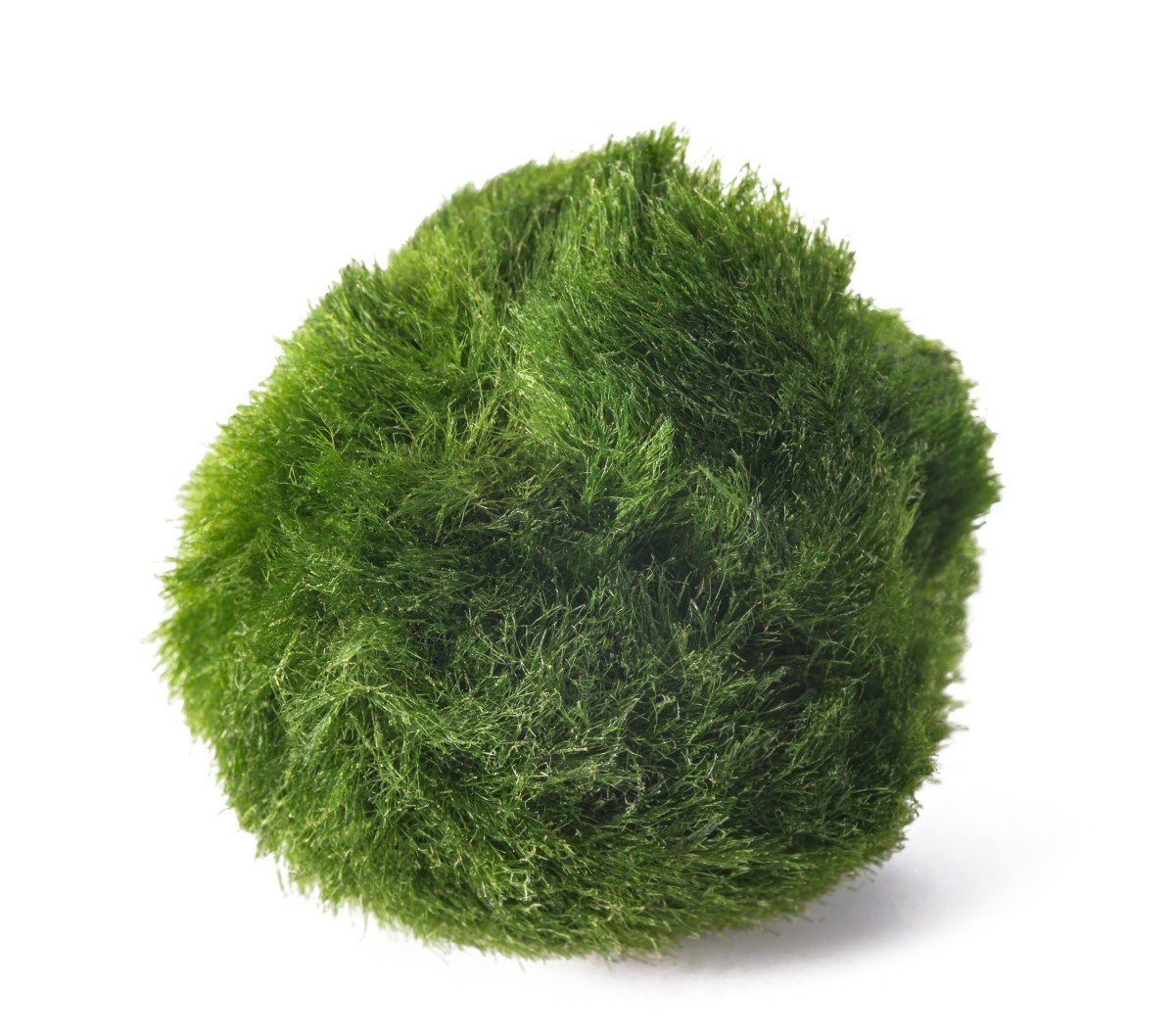 Moss ball isolated on white background