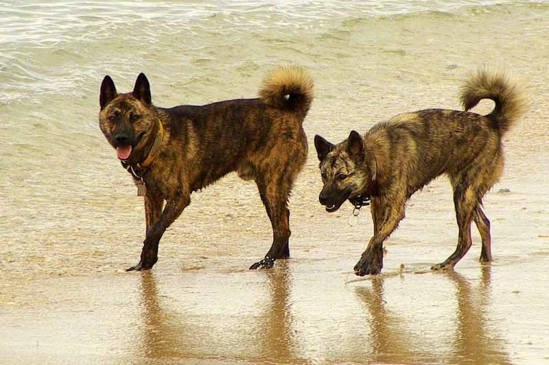 Conheça 13 raças de cães japoneses