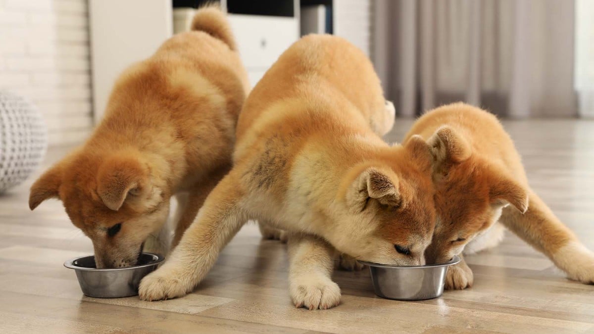Kenali 13 ras anjing Jepang