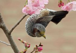 Birdwatching no japão - guia completo