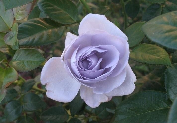 Como os japoneses criaram a primeira rosa azul?