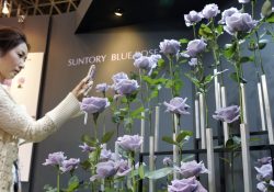 Wie die Japaner die erste blaue Rose erschufen?