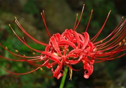 Higanbana - die düstere Spinnenblumen